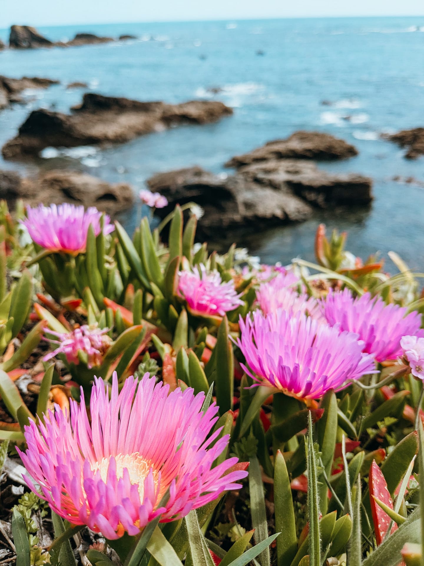 Pink Flowers at Lizard Point