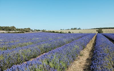 Cotswolds Lavender Field: A Little Piece of Provence in the English Countryside
