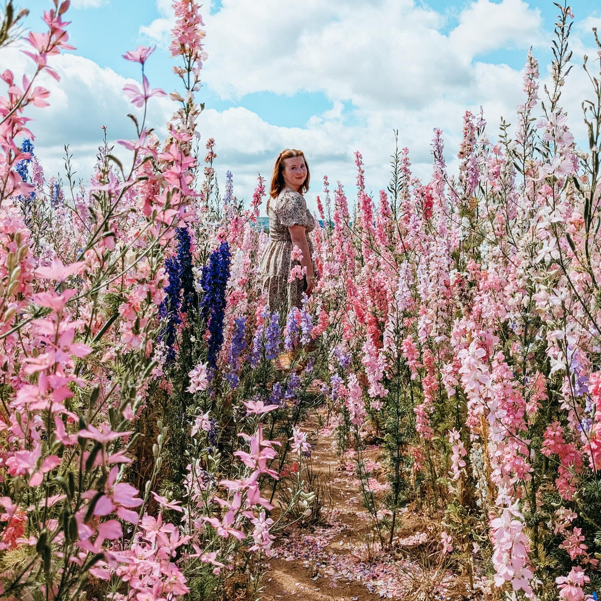 Flower Field Seasonal Travel A person in a patterned dress stands on a dirt path surrounded by tall pink and purple flowers under a partly cloudy sky.